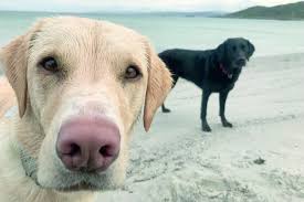 The Joy of Olive and Mabel